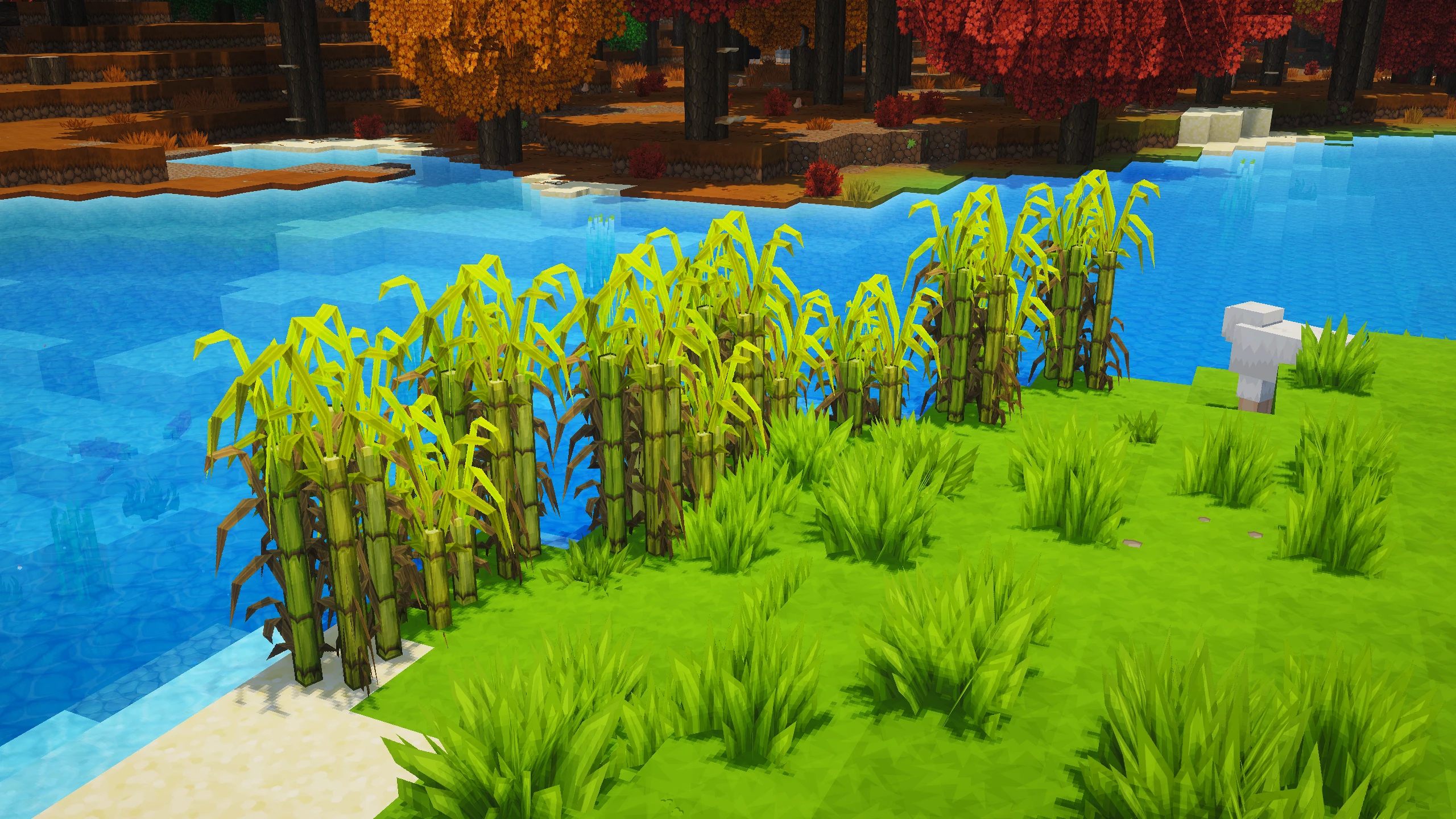 Lush Sugarcane